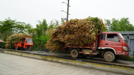 龍孔鎮(zhèn) “秸”盡所能，推進(jìn)資源循環(huán)利用與生物有機(jī)肥料研發(fā)