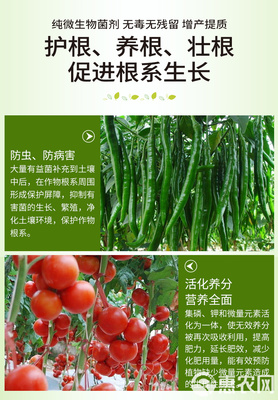 土傳病害的綠色克星 復(fù)合微生物菌劑與抗重茬生物有機肥的研發(fā)與應(yīng)用